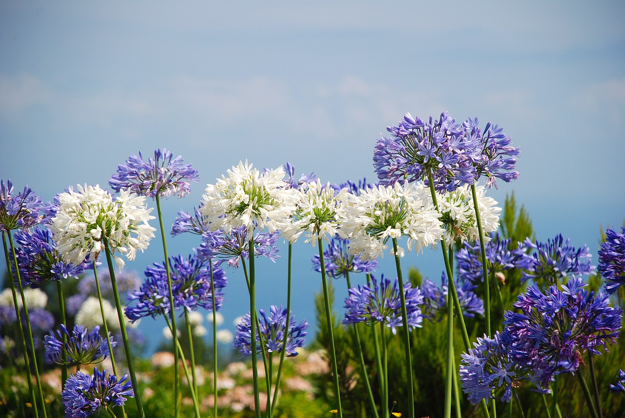 flowers-501265_1280